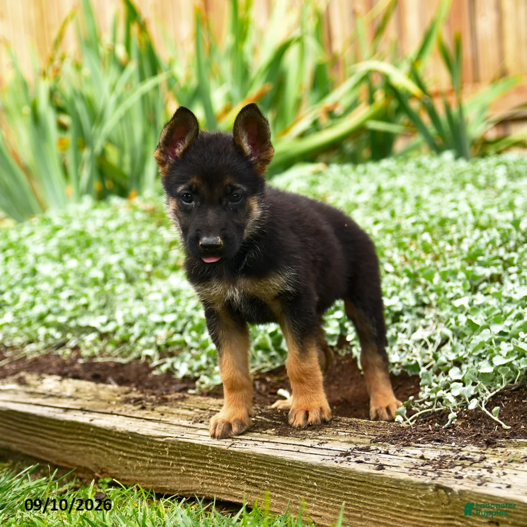 German Shepherd dogs for sale: Violet - Ad 2
