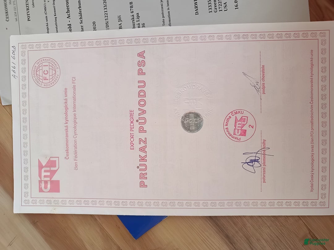 German Shepherd dogs for sale: German Shepherd Puppy 1 - Ad 6