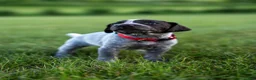 German Wirehaired Pointer dogs for sale: Girl 4 (Pink Collar) - Ad 1