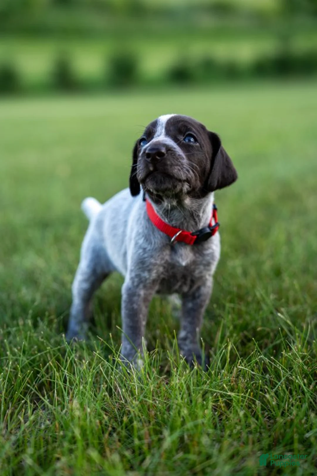 German Wirehaired Pointer dogs for sale: Girl 4 (Pink Collar) - Ad 1
