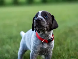 German Wirehaired Pointer dogs Girl 4 (Pink Collar) - Ad 9