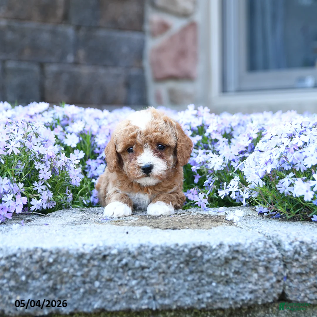 Toy Poodle dogs for sale: Sprout - Ad 2