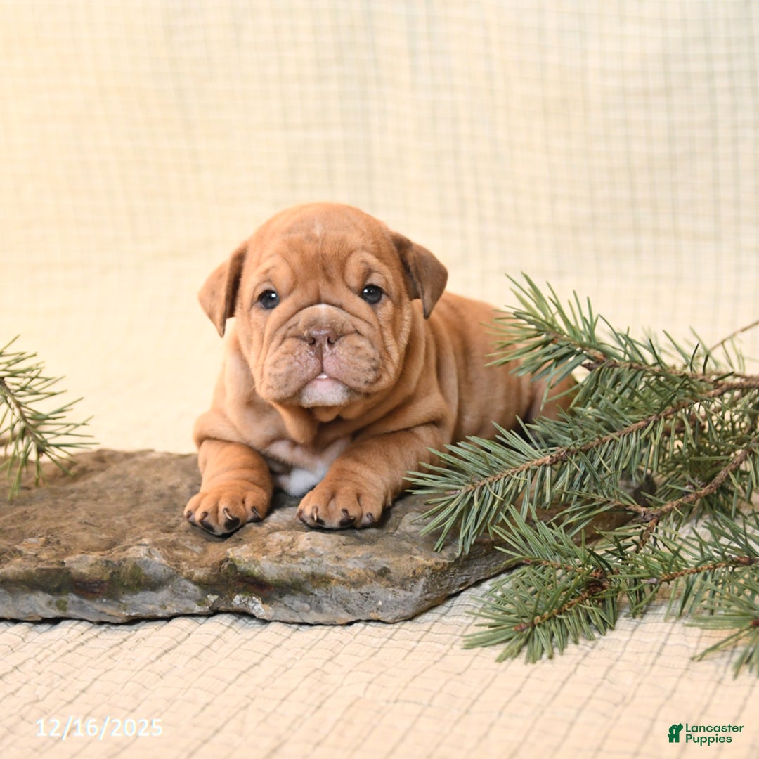 English Bulldog dogs for sale: Carmel - Ad 3