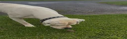 American Bulldog dogs for stud: First - Ad 4