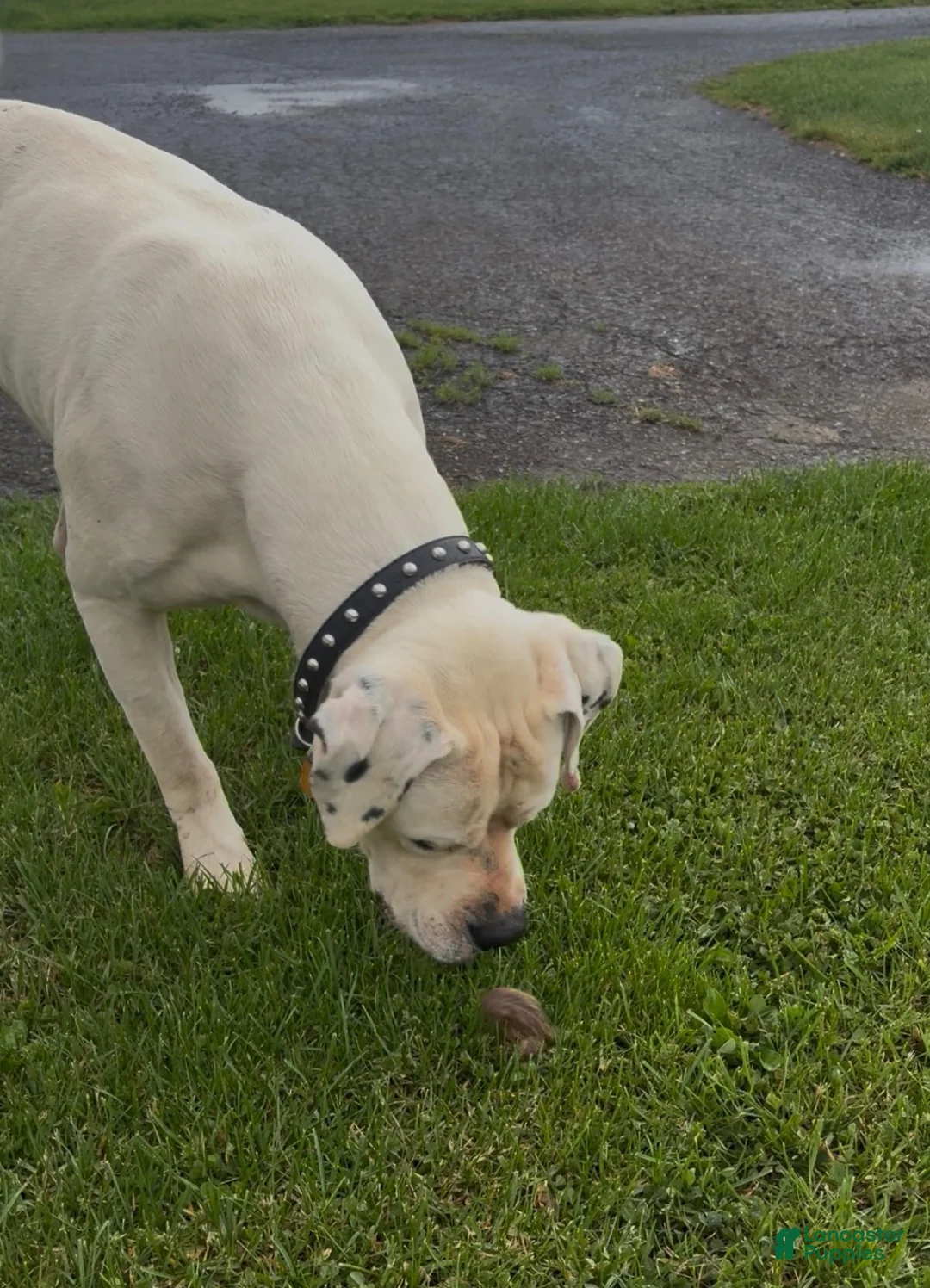 American Bulldog dogs for stud: First - Ad 4