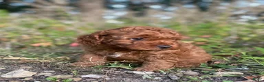 Biscuit