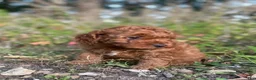 Cavapoo dogs for sale: Biscuit - Ad 1