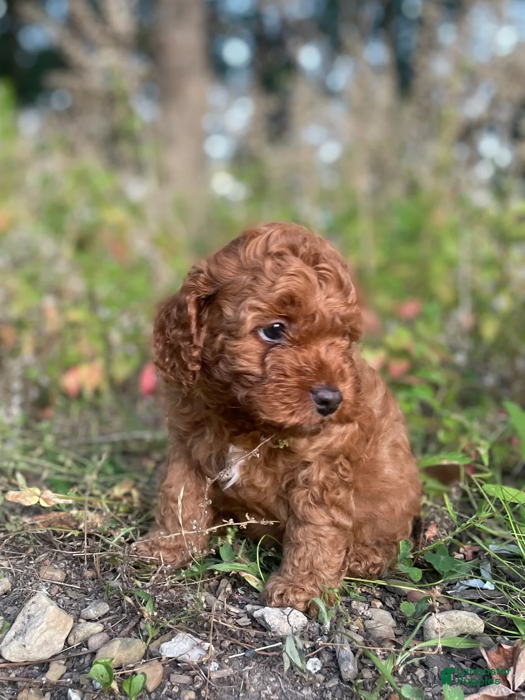Cavapoo dogs for sale: Biscuit - Ad 1