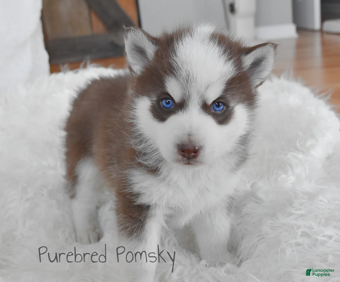 Pomsky dogs for sale: Moose Chocolate Pomsky - Ad 5