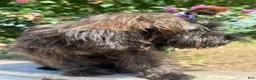 Yorkiepoo dogs for sale: Yorkiepoo Female Long Island NY❤️ - Ad 8