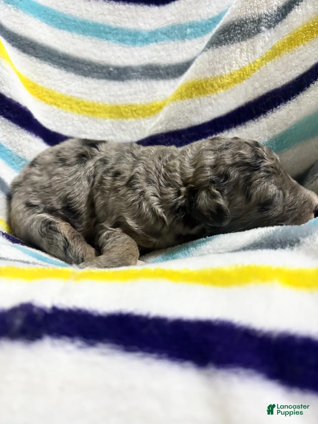 Aussiedoodle dogs for sale: Aussiedoodle 1 - Ad 1