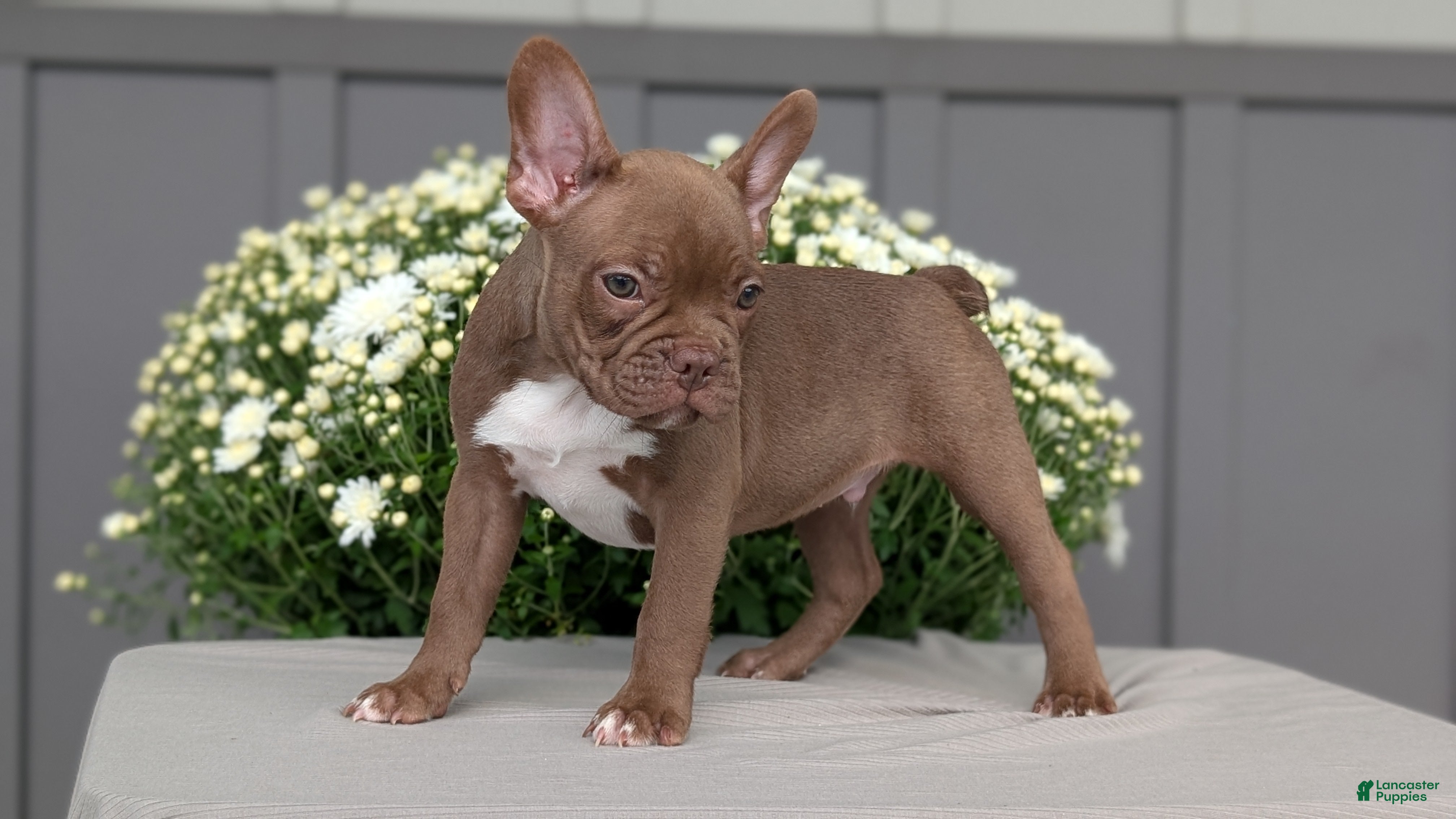 Frenchton dogs Baxter  - Ad 2