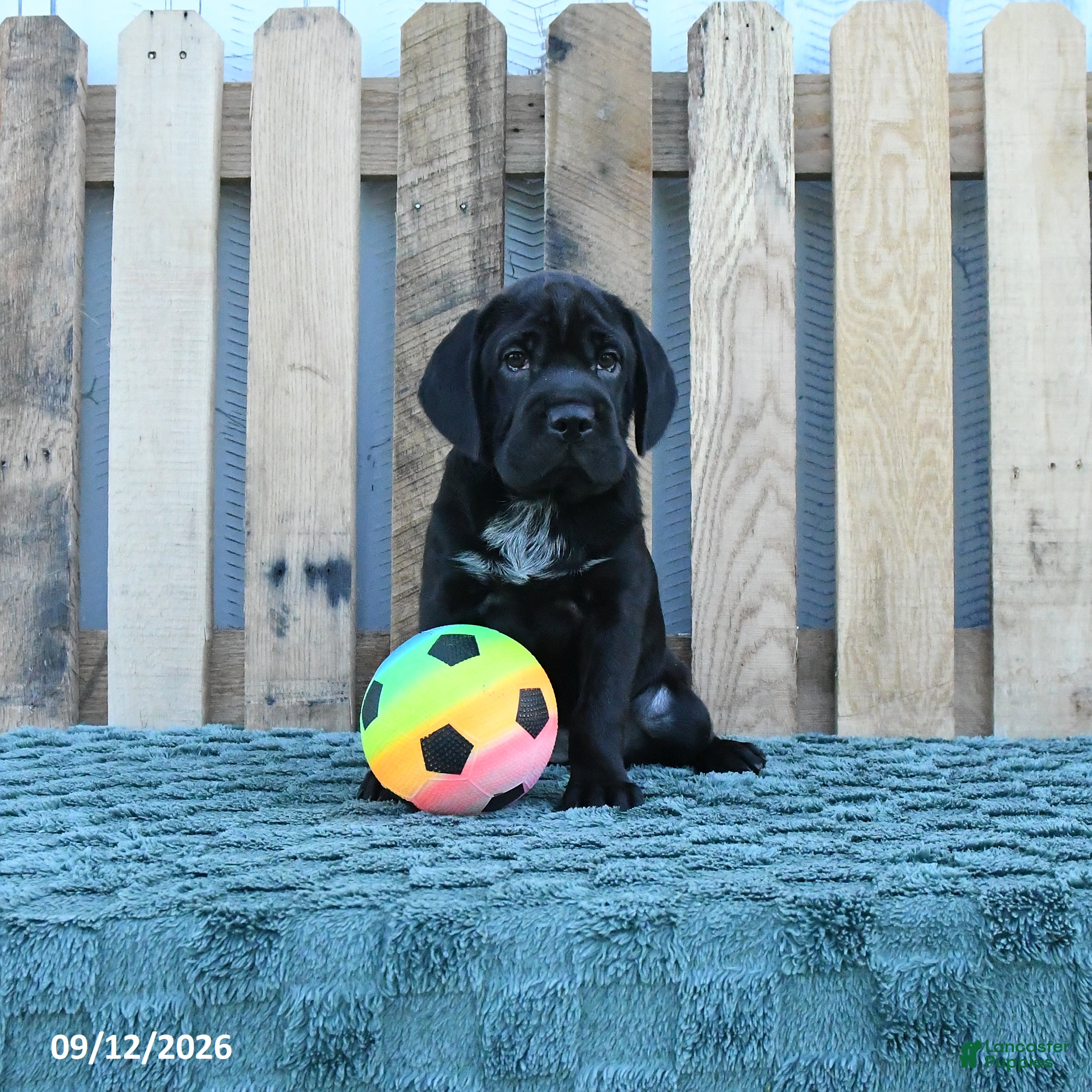 Mini Hippo dogs for sale: Libby - Ad 1