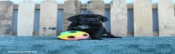 Mini Hippo dogs for sale: Libby - Ad 1