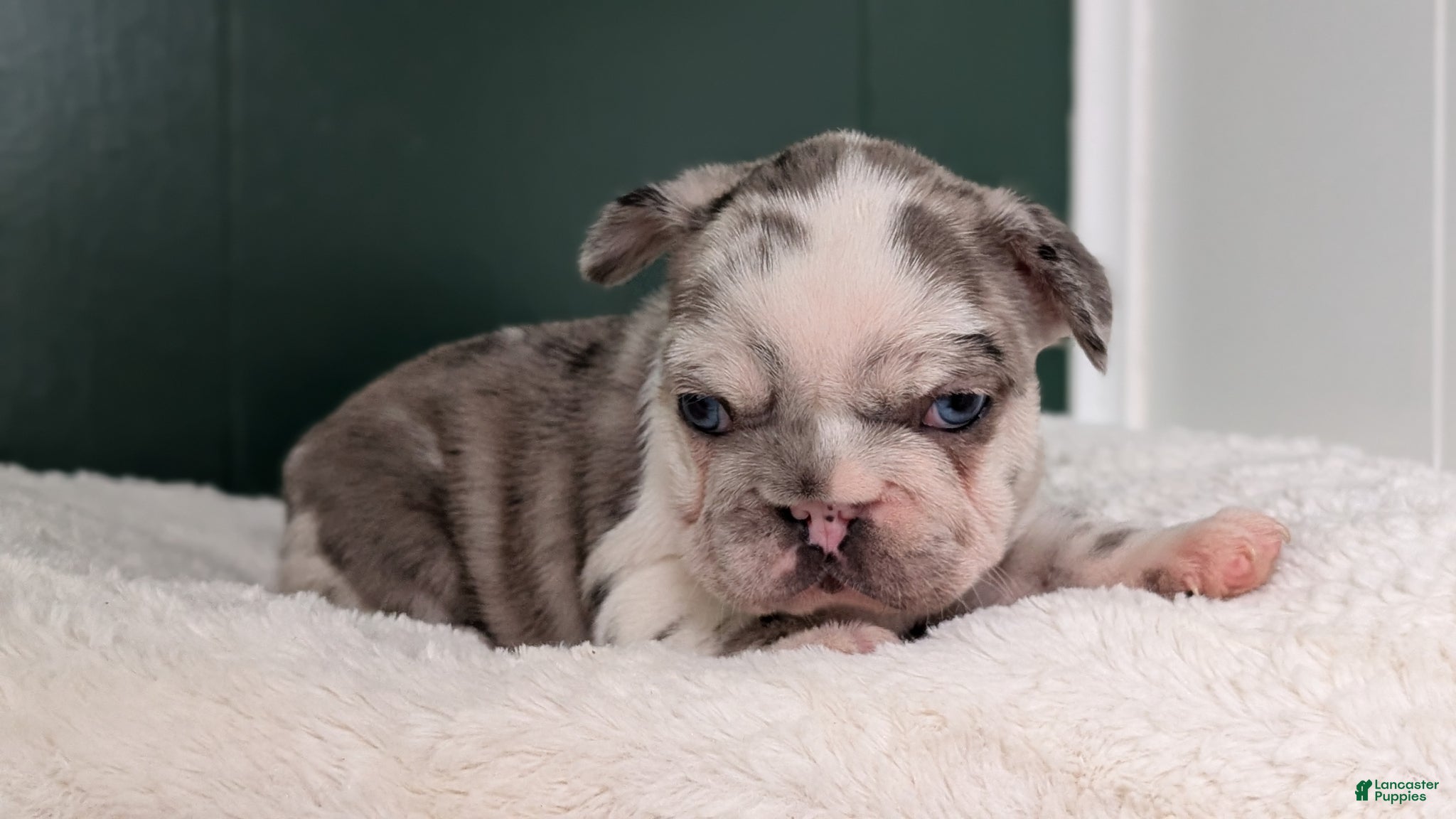 French Bulldog dogs Kya - Ad 2
