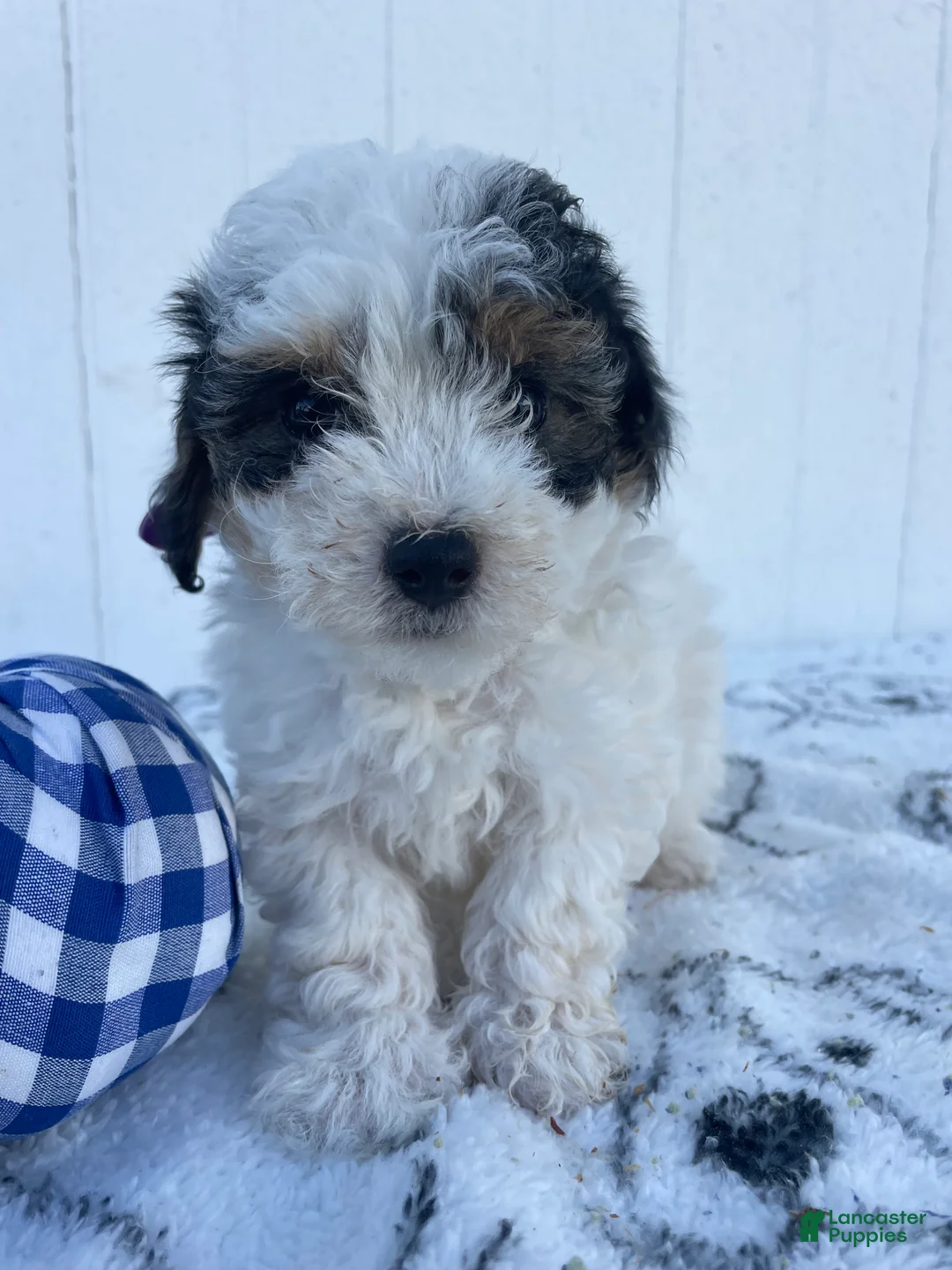 Yorkiepoo dogs for sale: Hazel - Ad 4