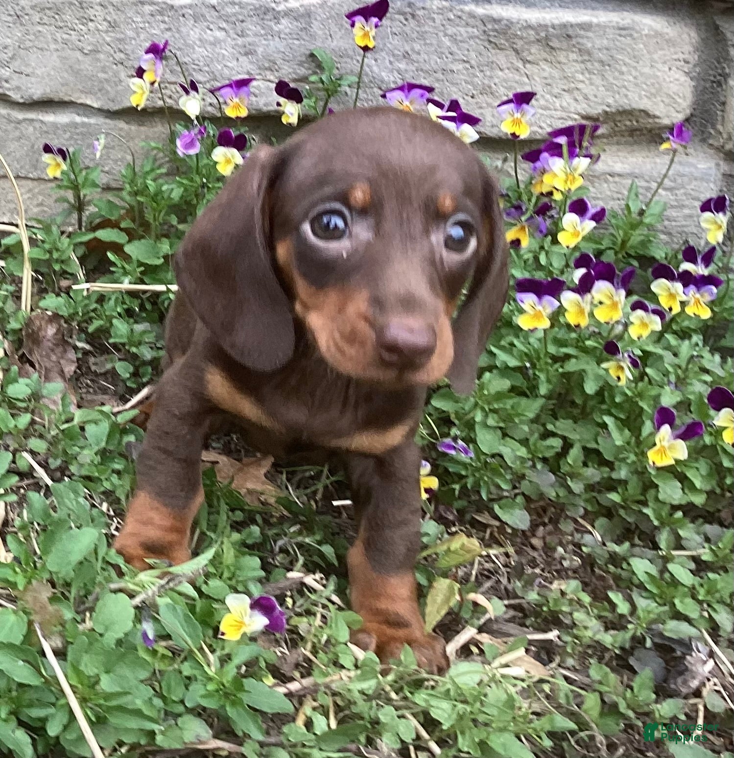 Miniature Dachshund dogs Peanut  - Ad 1