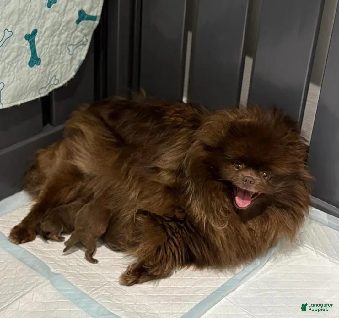 Pomeranian dogs for sale: Lexxie - Ad 2