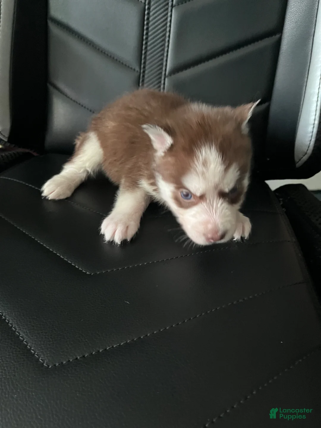 Siberian Husky dogs for sale: Siberian Husky Puppy 1 - Ad 2