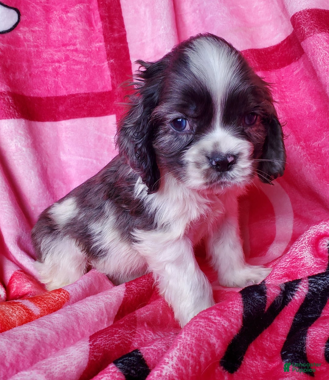 Cocker Spaniel dogs for sale: Thor (little one) - Ad 4
