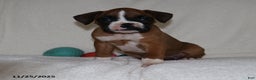 Boxer dogs for sale: Karla - Ad 11