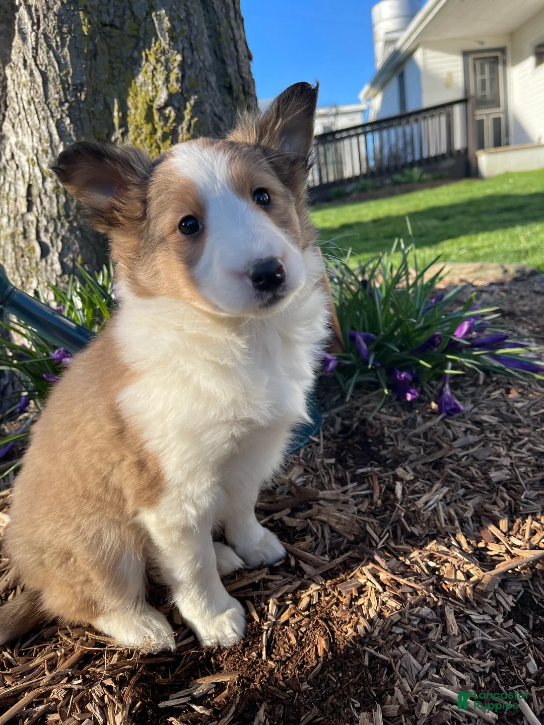 Shetland Sheepdog dogs for sale: MARSHMALLOW  - Ad 1