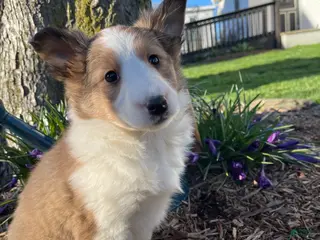Shetland Sheepdog dogs for sale: MARSHMALLOW - Ad 2