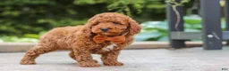 Miniature Poodle dogs for sale: Everest - Ad 5