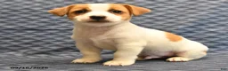 Jack Russell Terrier dogs for sale: Rex - Ad 4