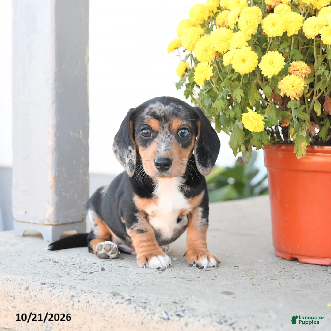 Mixed Breed dogs for sale: Buddy - Ad 1