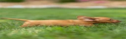 Miniature Dachshund dogs for sale: Mylan Miniature Dachshund  - Ad 3
