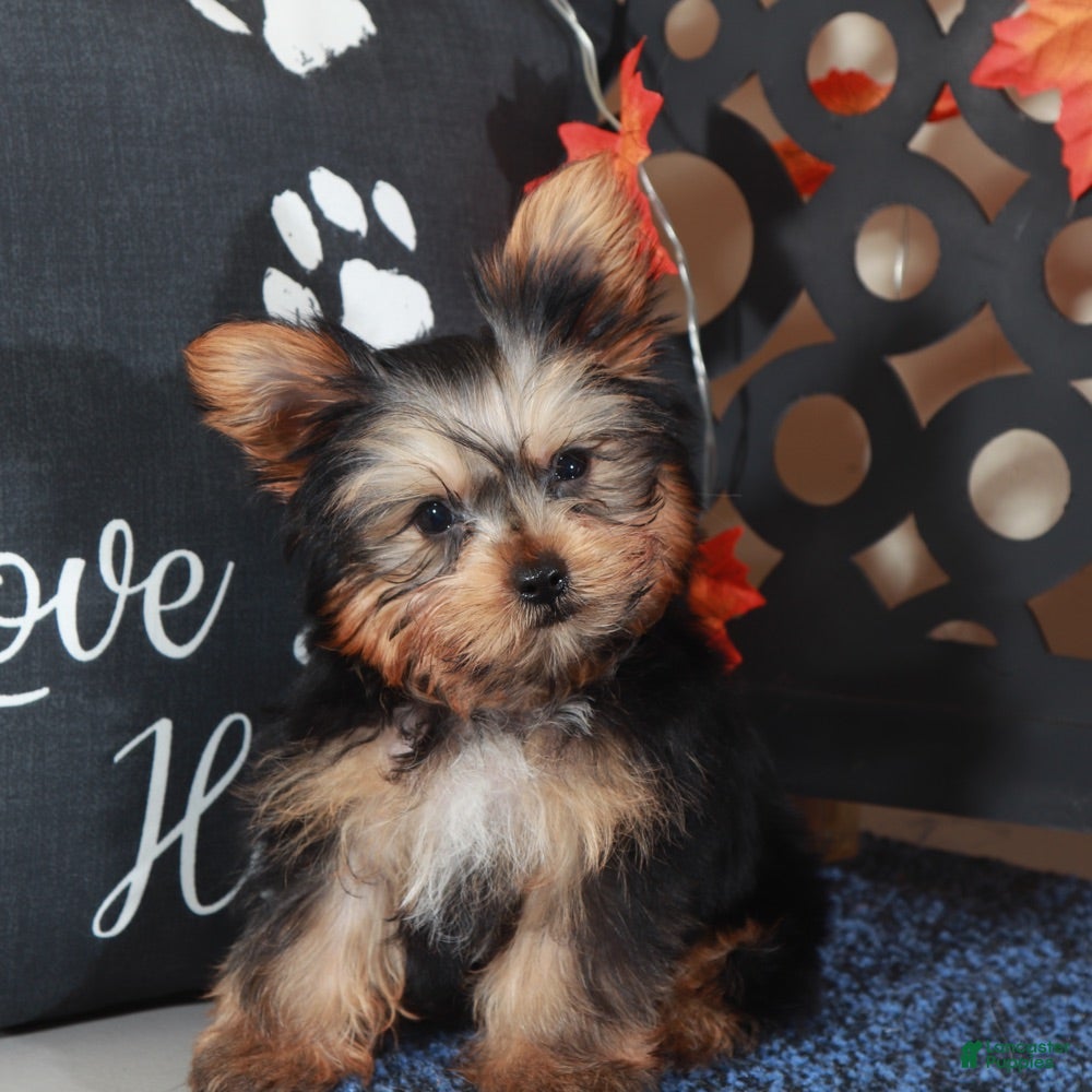 Yorkshire Terrier dogs Sherlock - Ad 35