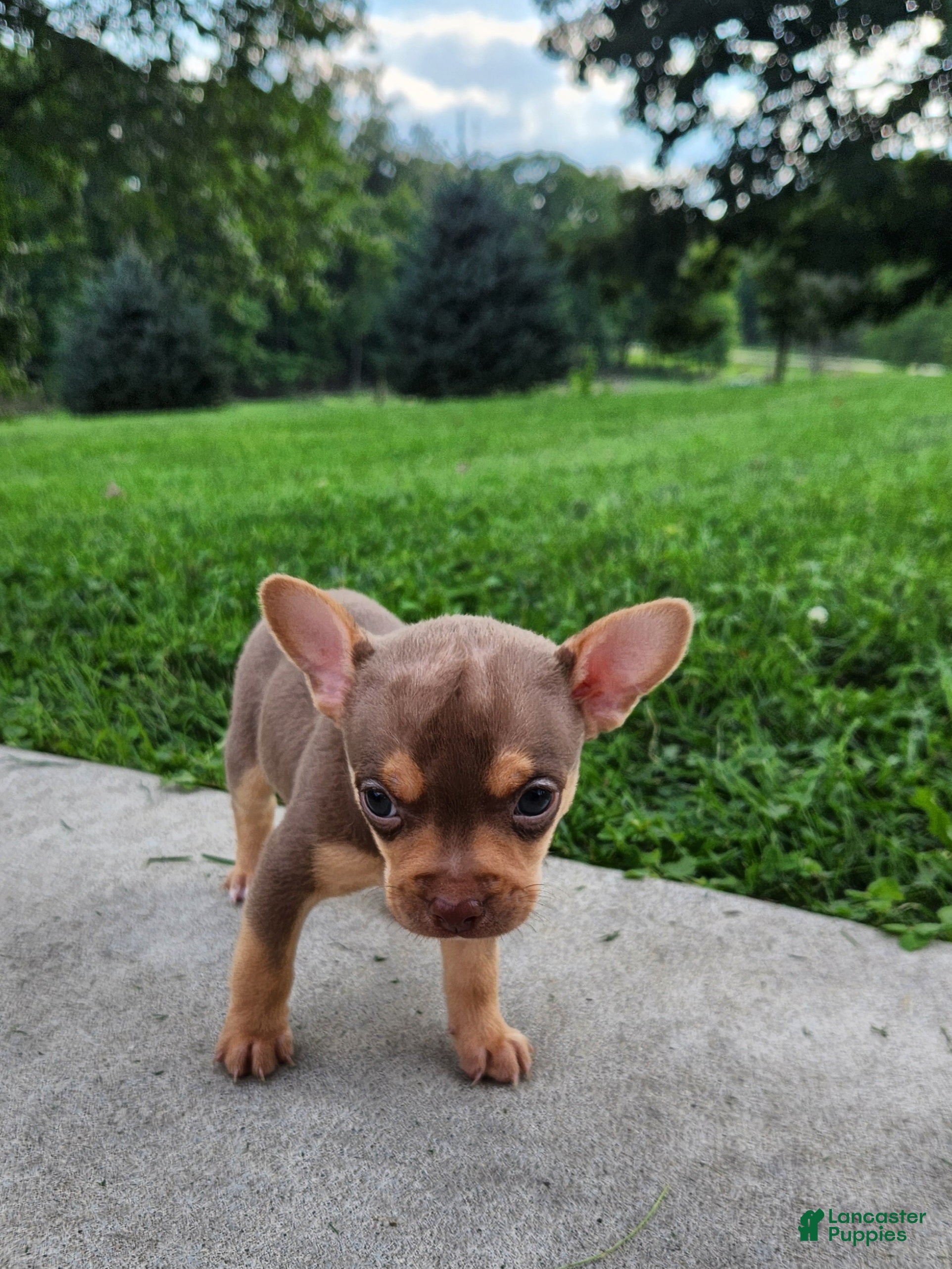 Mixed Breed dogs King - Ad 2