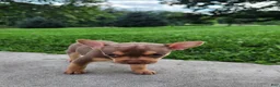 Mixed Breed dogs for sale: King - Ad 2