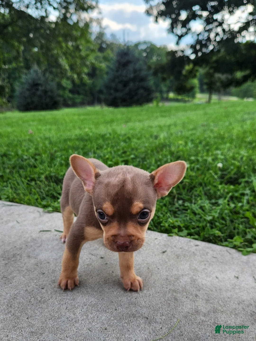 Mixed Breed dogs for sale: King - Ad 2