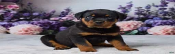 Rottweiler dogs for sale: Gunnar - Ad 3
