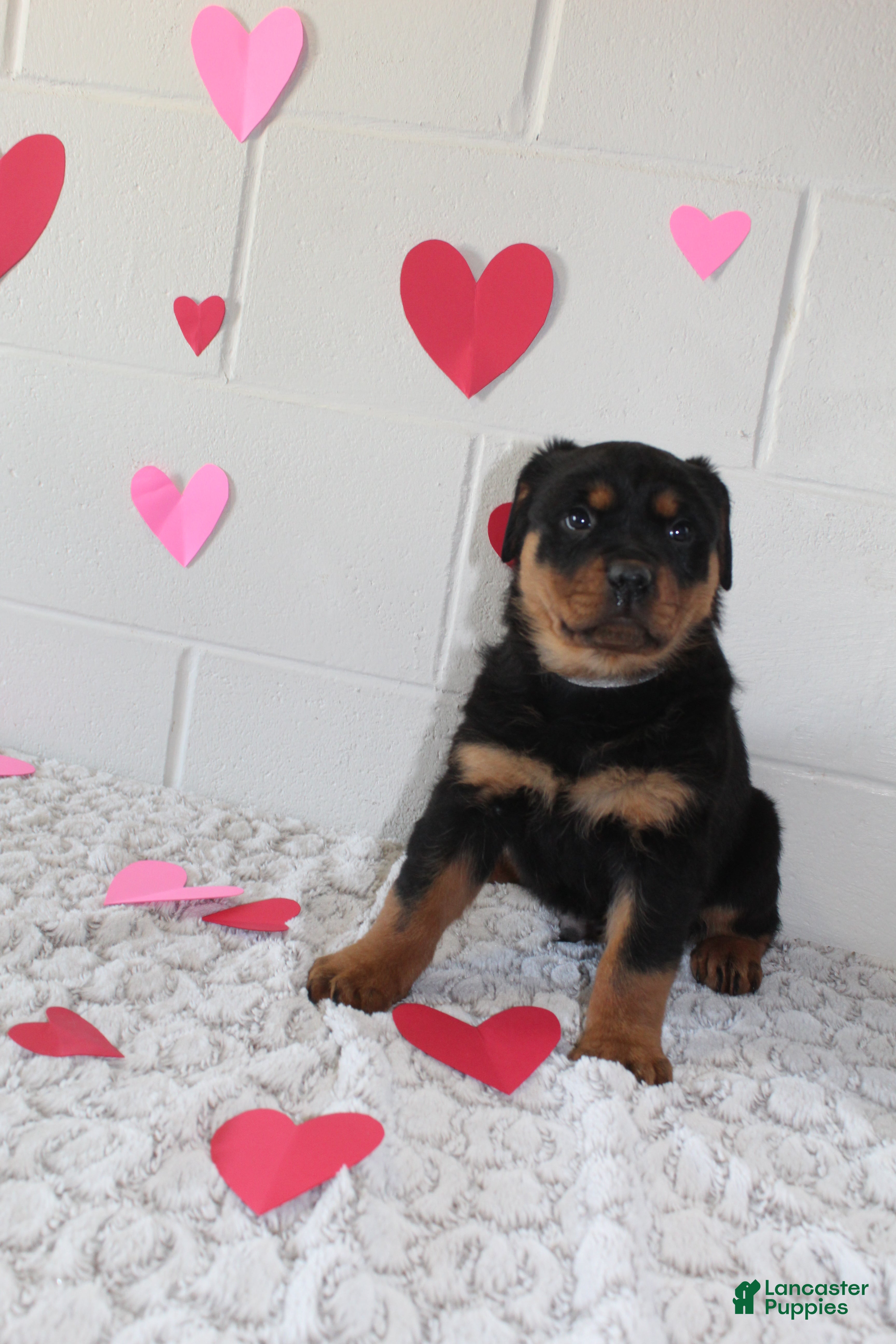 Rottweiler dogs Ted - Ad 22