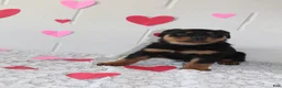 Rottweiler dogs for sale: Ted - Ad 1