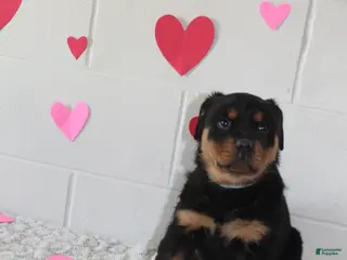Rottweiler dogs Ted - Ad 7