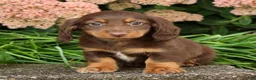 Miniature Dachshund dogs for sale: Dominic - Ad 7