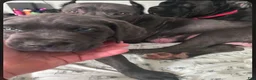 Cane Corso dogs for sale: Haus - Ad 7