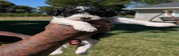 Mixed Breed dogs for sale: RAVEN  - Ad 5