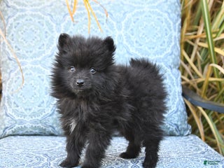 Pomeranian dogs - Ad 23