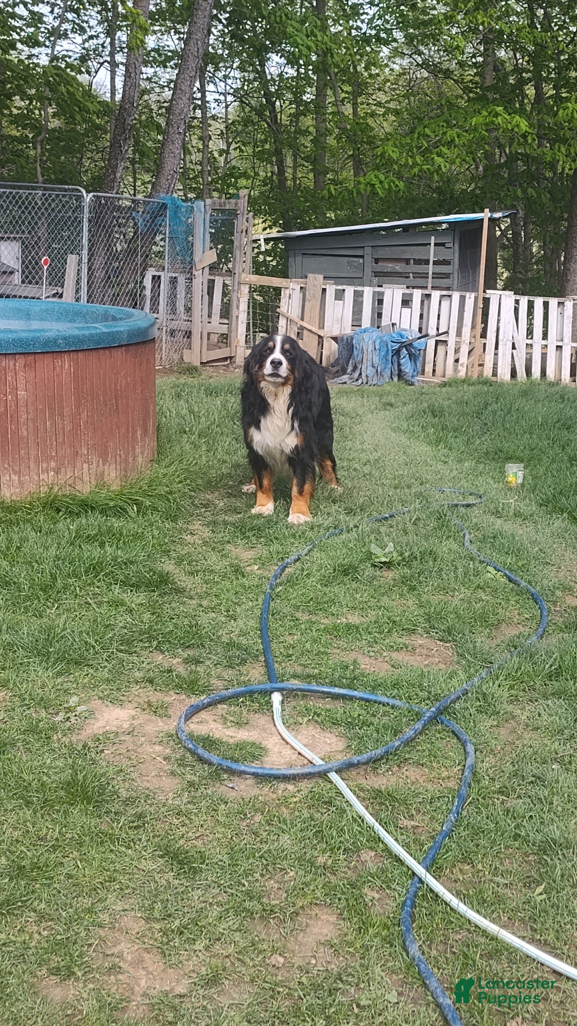 Bernese Mountain Dog dogs Charlie  - Ad 1