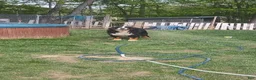 Bernese Mountain Dog dogs for stud: Charlie  - Ad 1