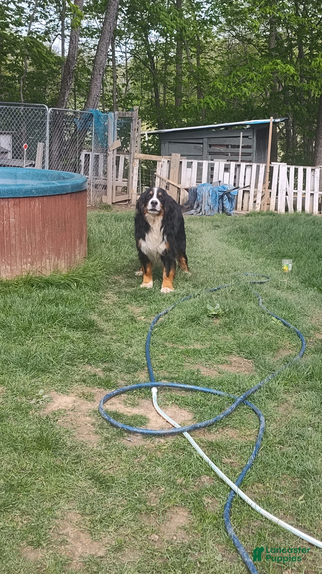Bernese Mountain Dog dogs for stud: Charlie  - Ad 1