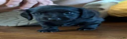 Dachshund dogs for sale: Dark Chocolate - Ad 8