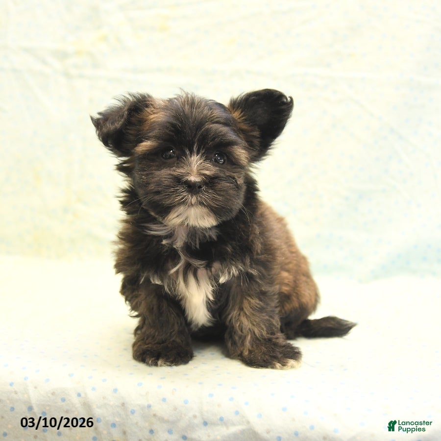 Morkie dogs Tyson - Ad 1