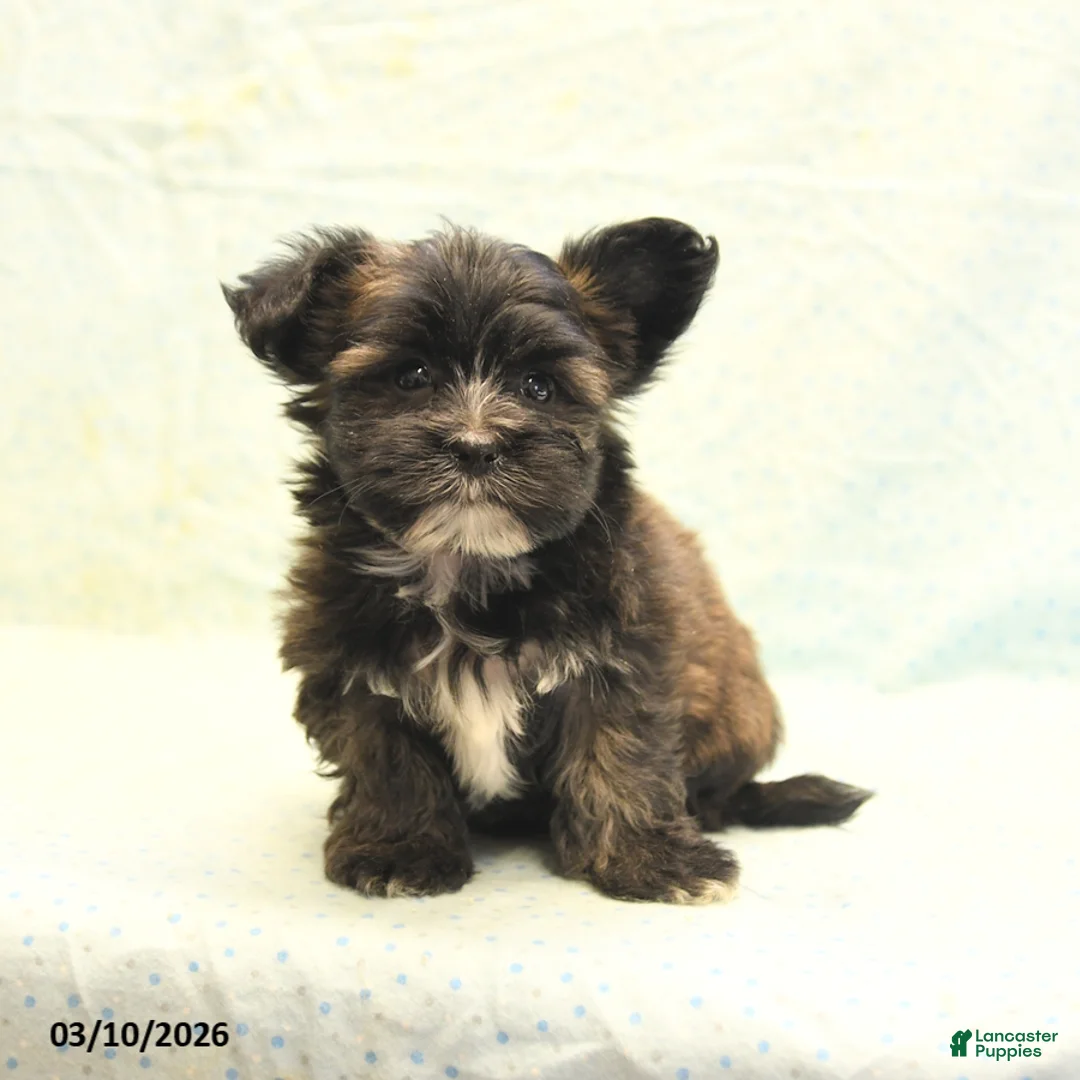 Morkie dogs for sale: Tyson - Ad 1