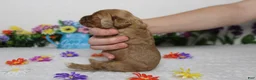 Cockapoo dogs for sale: Sherbet - Ad 9